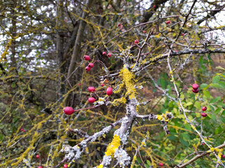 Berries and moss on tree branches in Аutumn