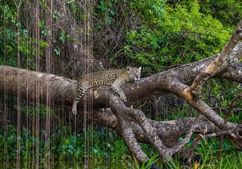 Jaguar lies on a picturesque tree above the water in the middle of the jungle. South America. Brazil. Pantanal National Park.
