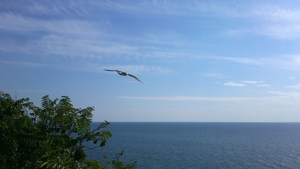 Fototapeta na wymiar Seagull on the Black Sea, Eastern Klusha, 
