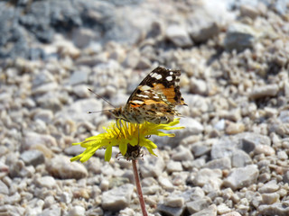 A beautiful old butterfly in the middle of nothing