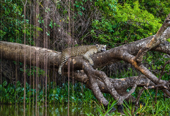 Jaguar lies on a picturesque tree above the water in the middle of the jungle. South America. Brazil. Pantanal National Park.