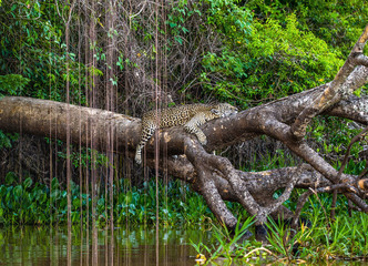 Jaguar lies on a picturesque tree above the water in the middle of the jungle. South America. Brazil. Pantanal National Park.