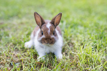 Funny little rabbit laying in the grass