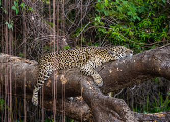 Jaguar lies on a picturesque tree in the middle of the jungle. South America. Brazil. Pantanal National Park.
