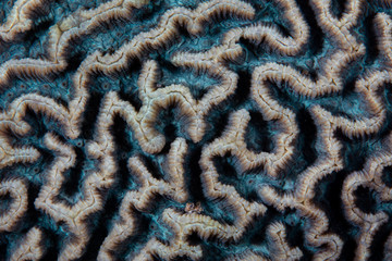 Detail of a reef-building coral colony growing on a healthy reef in Komodo National Park, Indonesia. 