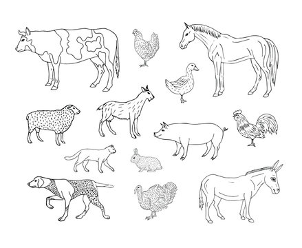 Vector set bundle of hand drawn sketch domestic animals isolated on white background