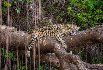 Jaguar lies on a picturesque tree in the middle of the jungle. South America. Brazil. Pantanal National Park.