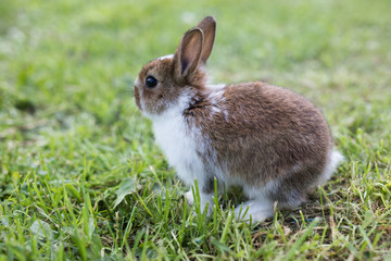 Funny little rabbit laying in the grass