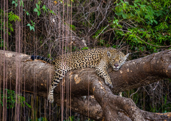 Jaguar lies on a picturesque tree in the middle of the jungle. South America. Brazil. Pantanal National Park.