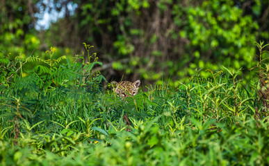 Jaguar is hiding in the grass. South America. Brazil. Pantanal National Park.