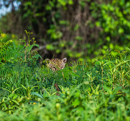 Jaguar is hiding in the grass. South America. Brazil. Pantanal National Park.