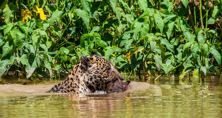 Jaguar with prey in its teeth floats on the river. A rare moment. South America. Brazil. Pantanal National Park.