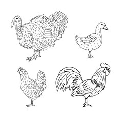 Vector set bundle of hand drawn doodle sketch domestic birds isolated on white background