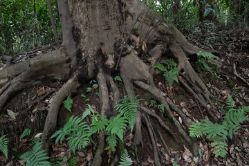 木と根