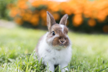 Funny little rabbit laying in the grass