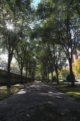 alley in the park