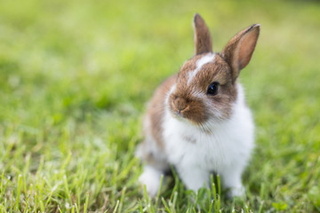 Funny little rabbit laying in the grass
