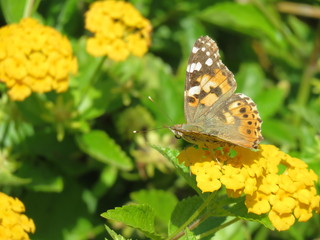 A beautiful butterfly in the orange blossom sea 3