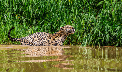 Jaguar is looking for its prey in the water among the grass. South America. Brazil. Pantanal National Park.