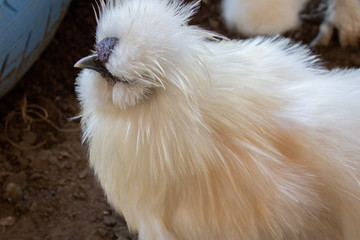 Silkie Hen