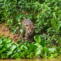 Fototapeta na wymiar Jaguar is looking for its prey in the water among the grass. South America. Brazil. Pantanal National Park.
