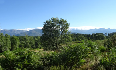 Fototapeta na wymiar bergpanorama mit steineiche im Mittelpunkt und wolken die über die berge quellen