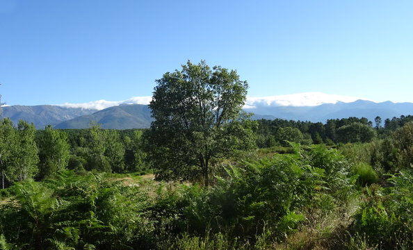 bergpanorama mit steineiche im Mittelpunkt und wolken die &uuml;ber die berge quellen