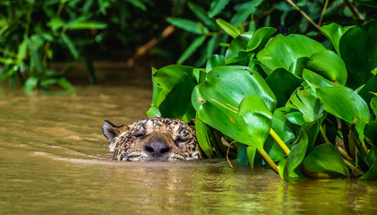 Jaguar is floating on the river. South America. Brazil. Pantanal National Park.