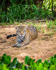 Jaguar lies on the ground among the jungle. Close-up. South America. Brazil. Pantanal National Park.