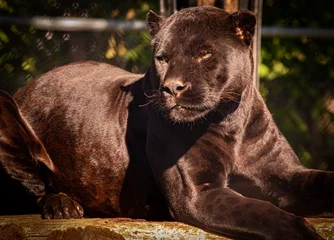 Foto auf Acrylglas Schwarzer Panther © MLB Photography