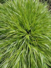 green grass background