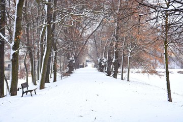 Bench and snowy trees in Prague park