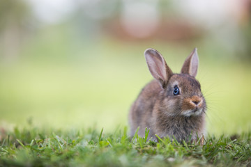 Funny little rabbit laying in the grass