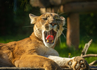 Cougar