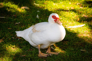 Muscovy Duck