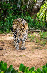 Jaguar among the jungle. Close-up. South America. Brazil. Pantanal National Park.