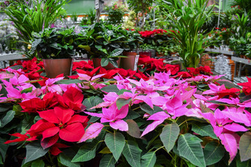 Fototapeta na wymiar Bright red and pink poinsettia flowers, otherwise called Christmas star, with dark green leaves in pots, are sold in a flower shop against a background of different green plants