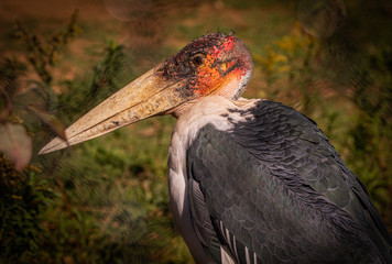 Marabou Stork