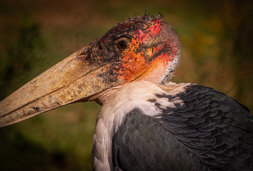 Marabou Stork
