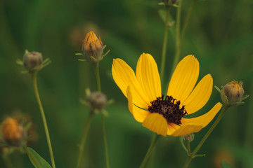 Yellow flower on green background in the garden