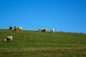 Fototapeta na wymiar flock of sheep grazing in the meadow