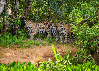 Fototapeta na wymiar Two jaguars in the jungle. A rare moment. South America. Brazil. Pantanal National Park.