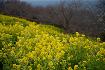 Obraz premium 菜の花畑