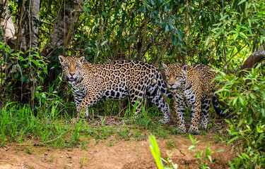 Two jaguars in the jungle. A rare moment. South America. Brazil. Pantanal National Park.
