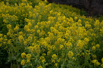 Obraz premium 菜の花畑