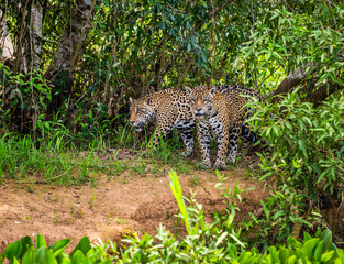 Two jaguars in the jungle. A rare moment. South America. Brazil. Pantanal National Park.