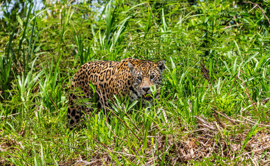 Jaguar walks along the grass along the river bank. South America. Brazil. Pantanal National Park.