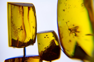 Amber, fossil resin produced by pine trees. Inclusions of insects.  Animals preserved in the amber, © Dmitry Koshelev