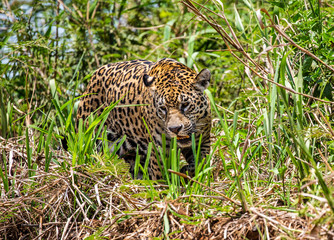 Jaguar walks along the grass along the river bank. South America. Brazil. Pantanal National Park.