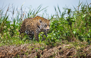 Jaguar walks along the grass along the river bank. South America. Brazil. Pantanal National Park.